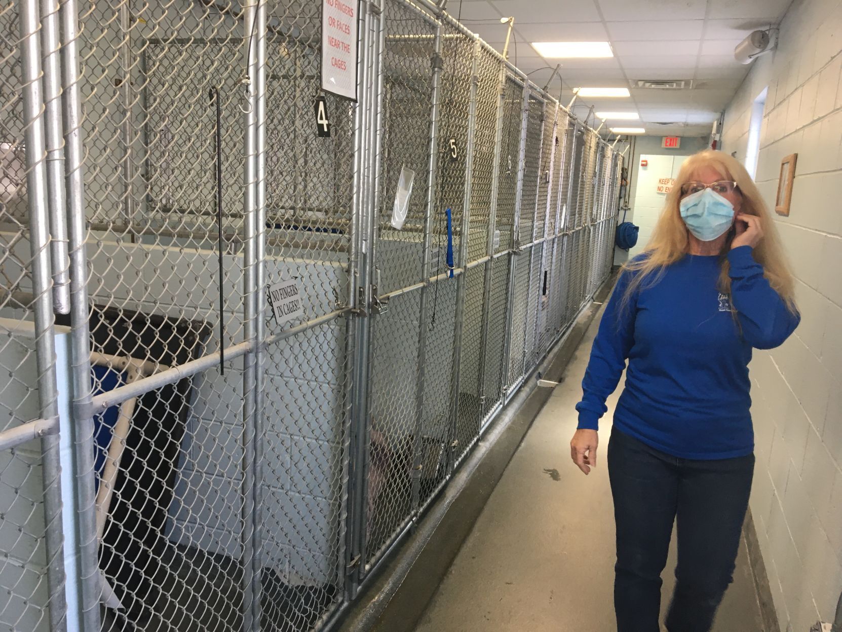 shelter dogs (3).jpg